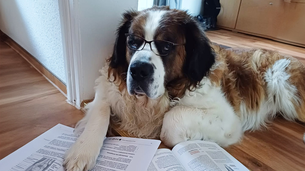 Hund-mit-Buch