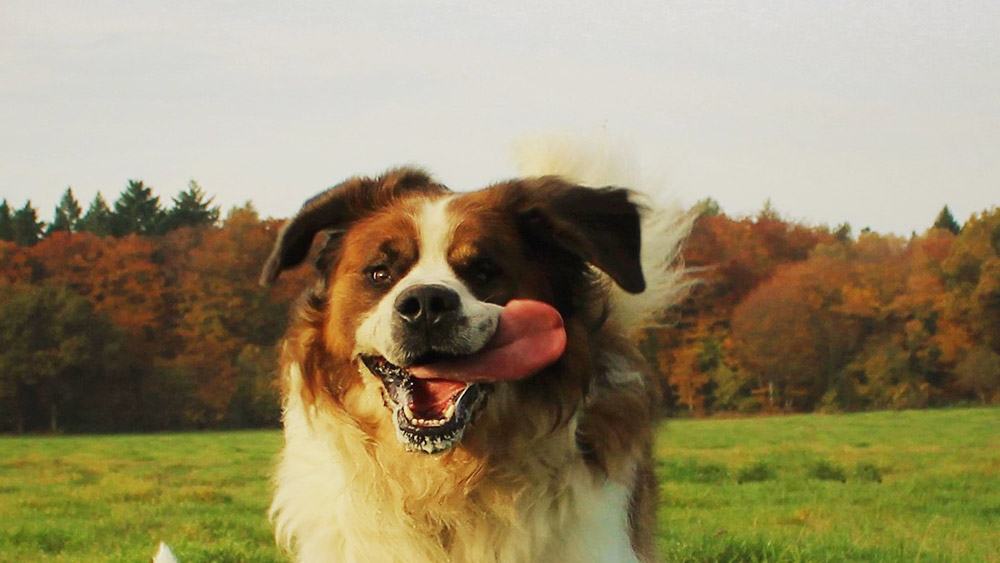 Hund