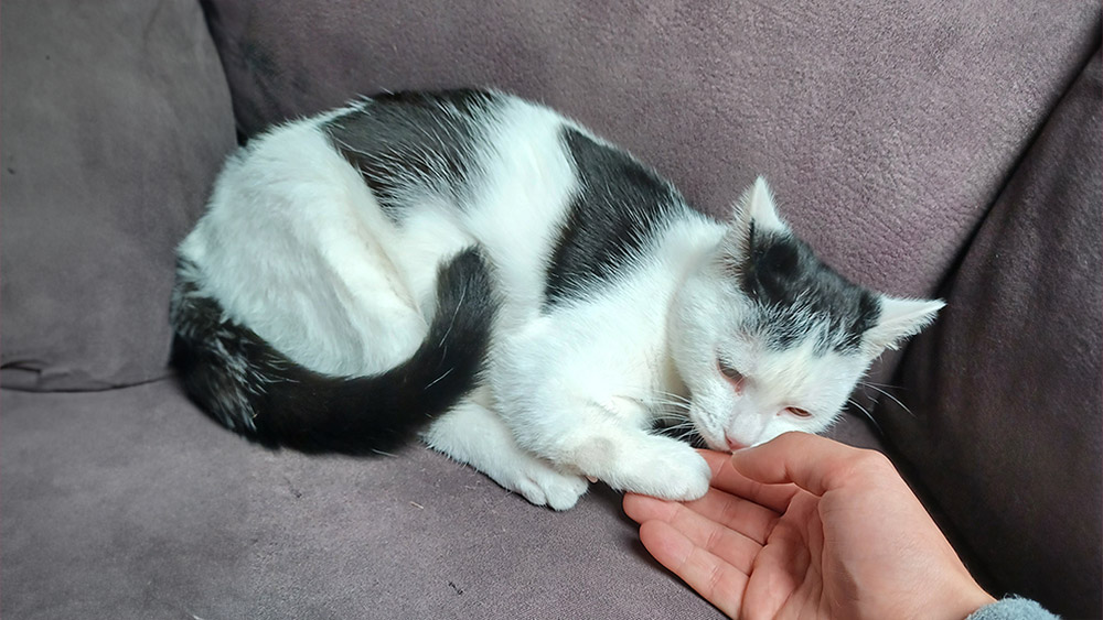 katze-heilpraktik